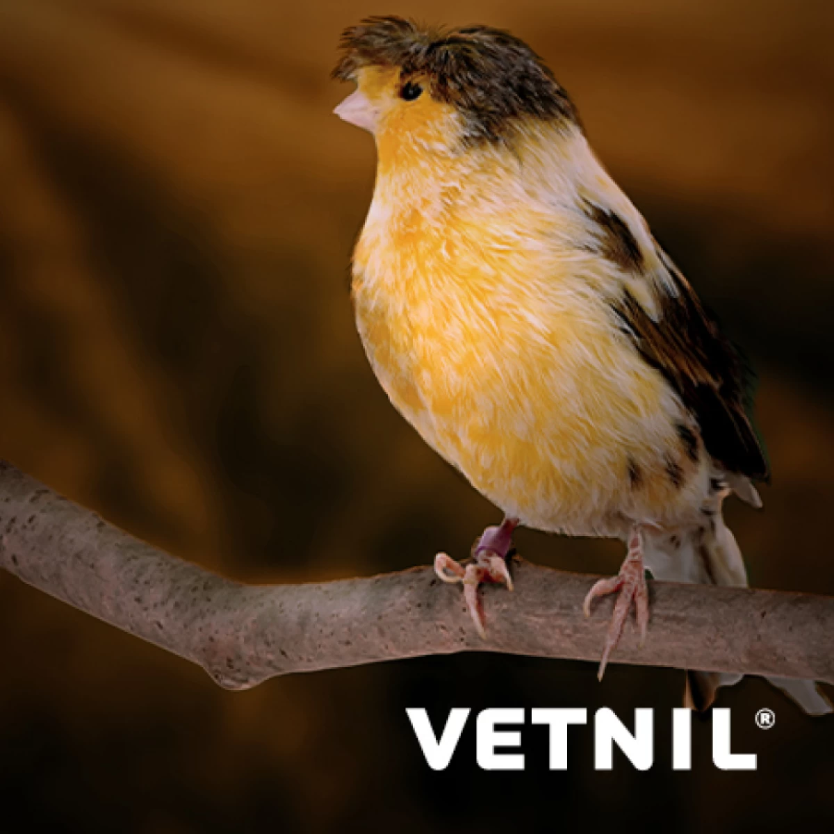 News Vetnil