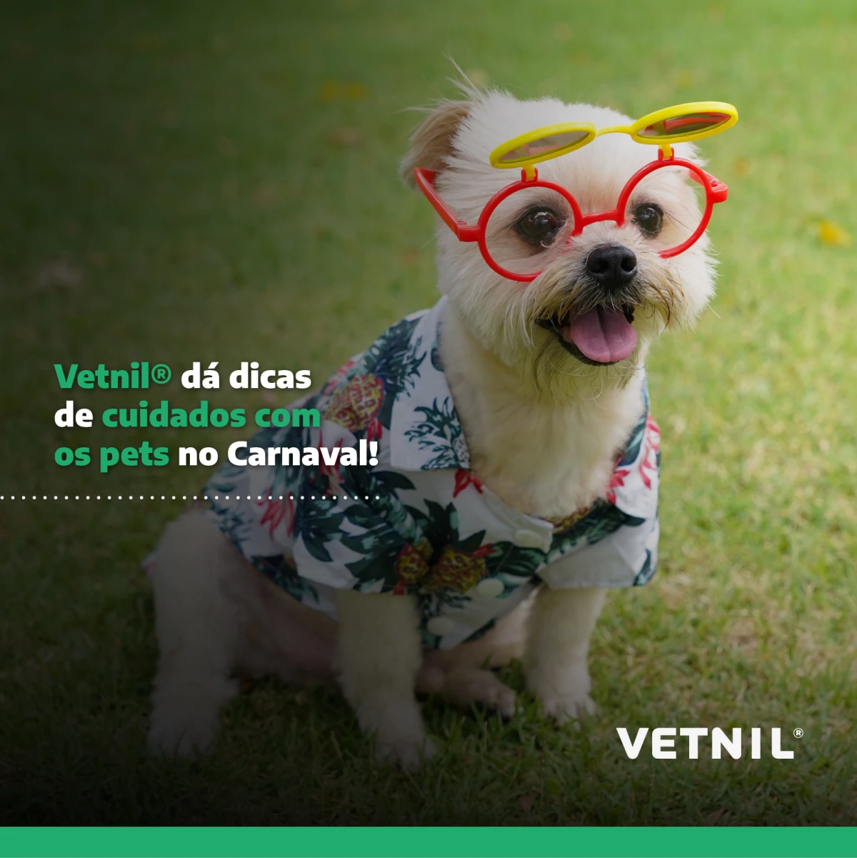 Noticias Vetnil