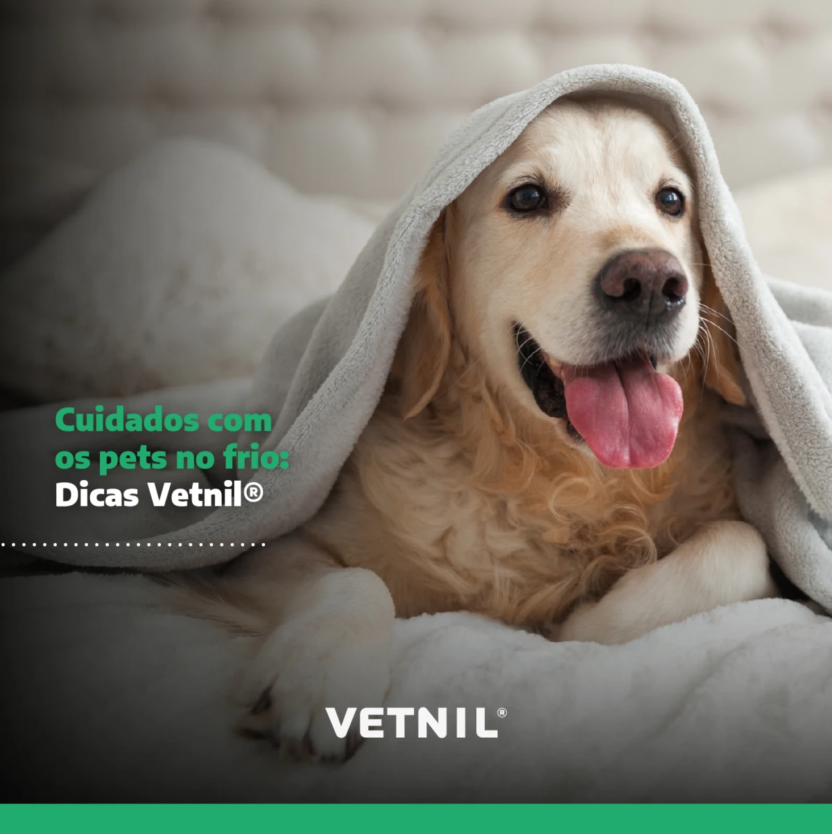 News Vetnil