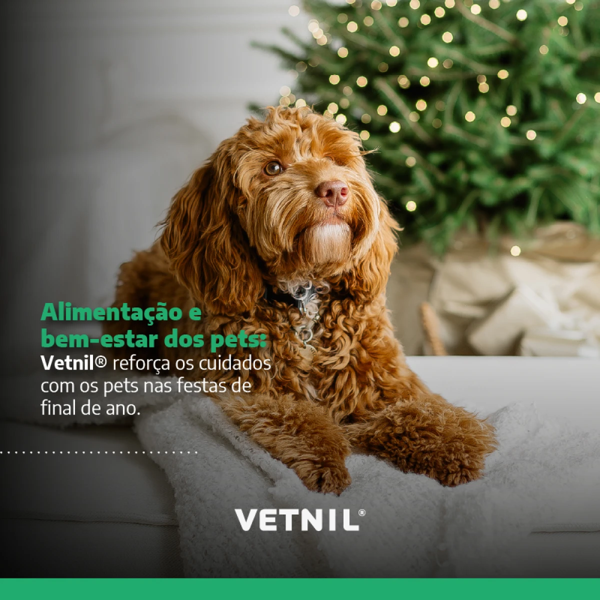 Noticias Vetnil