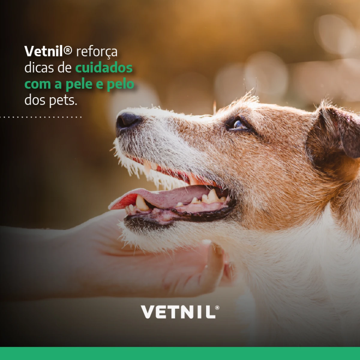 Noticias Vetnil