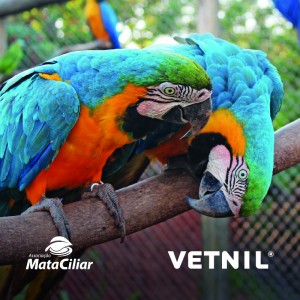 Noticia Vetnil