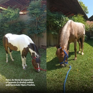 Noticia Vetnil