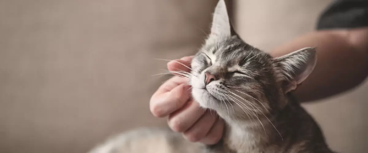 Como dar comprimido para c&atilde;o e gato: dicas para n&atilde;o estressar seu pet!