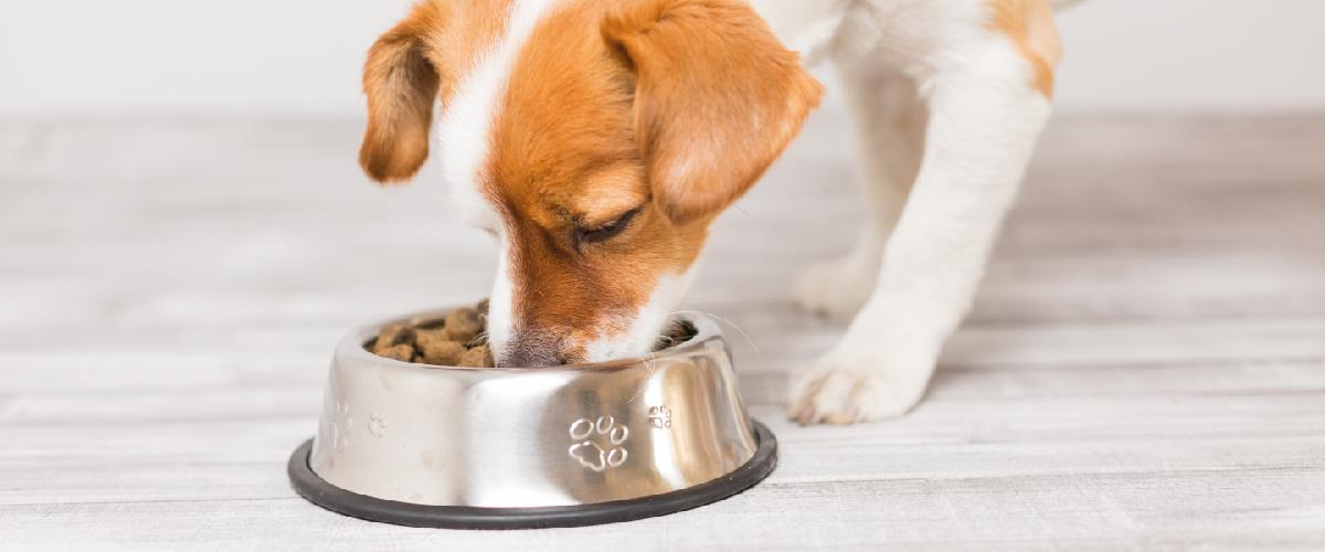 Como dar comprimido para c&atilde;o e gato: dicas para n&atilde;o estressar seu pet!