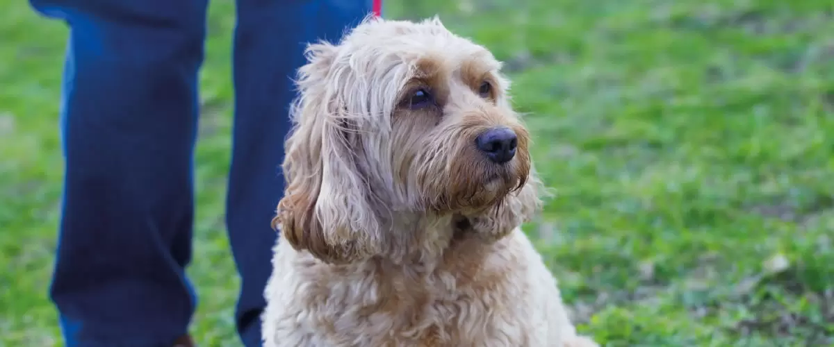 Seu c&atilde;o &eacute; idoso? Saiba como identificar e conhe&ccedil;a 5 cuidados essenciais